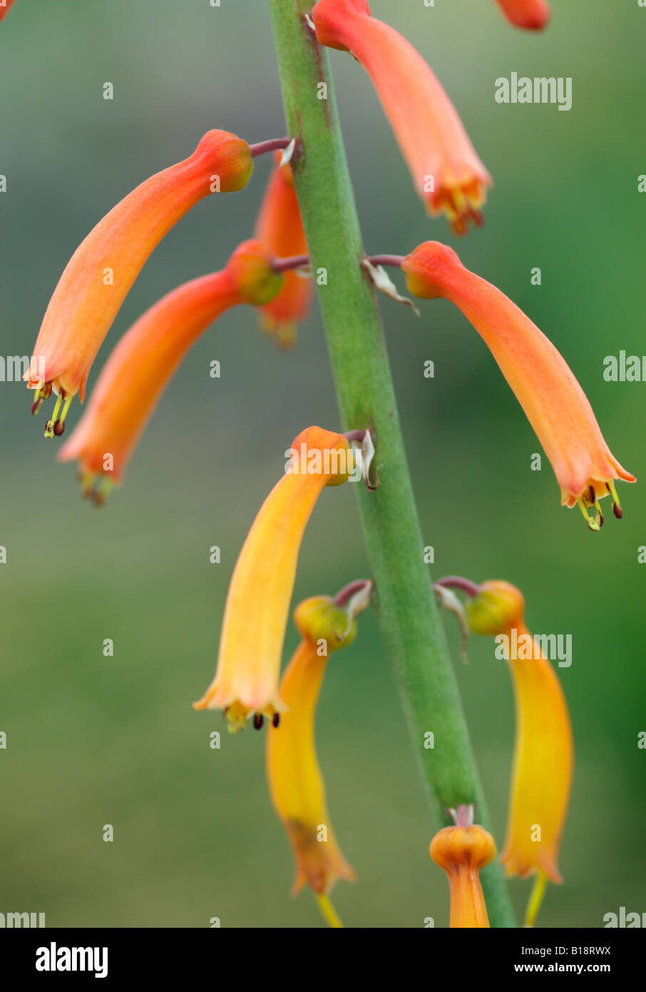Kniphofia Thomsonii Banque De Photographies Et D images Haute Kniphofia Thomsonii Banque De Photographies Et D images Haute