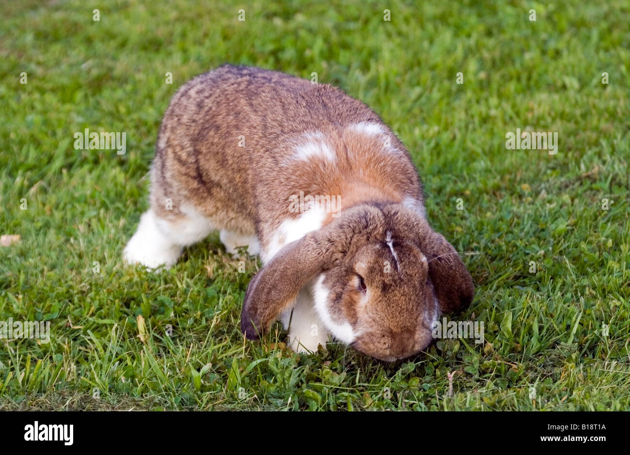 Avec de longues oreilles de lapin mignon sur l'herbe de printemps. Banque D'Images