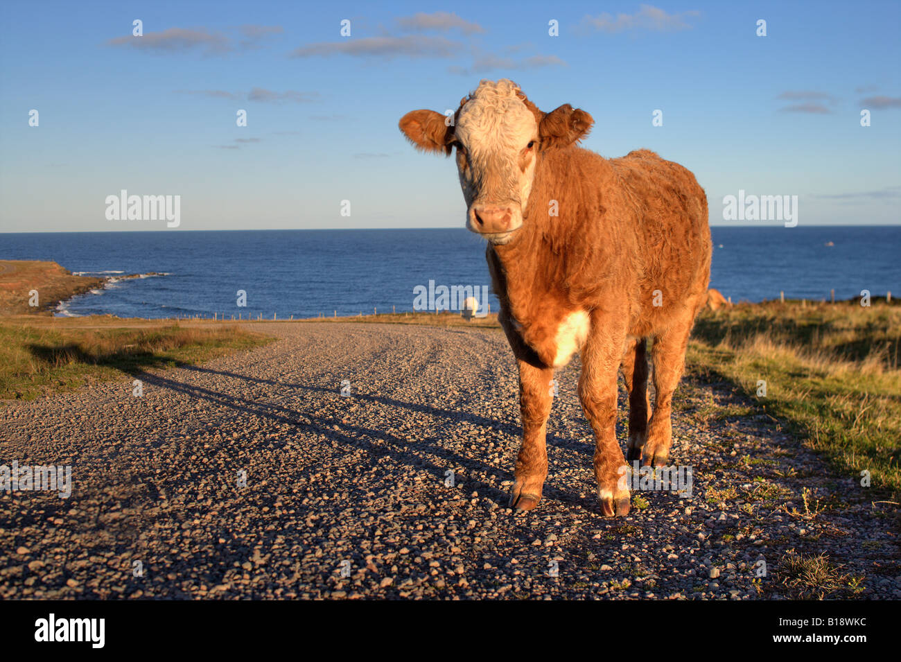 Vache sur l'île de Chéticamp - Nova Scotia - Canada Banque D'Images