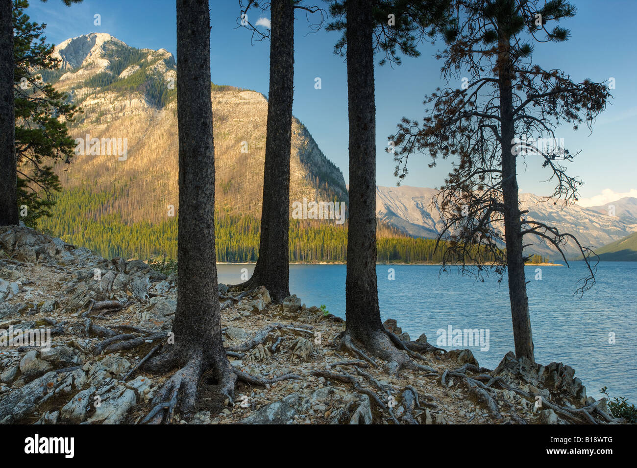 Forêt de pins tordus au lac Minnewanka - Parc national Banff - Alberta, Canada. Banque D'Images