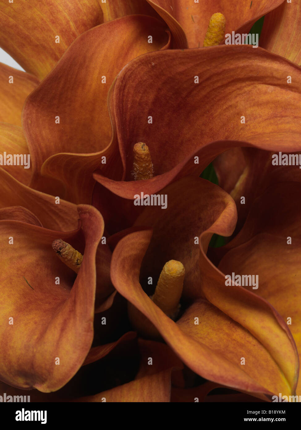 Close up de couleur or foncé fleurs tropicales , rare lueur calla lily Zantedeschia Banque D'Images