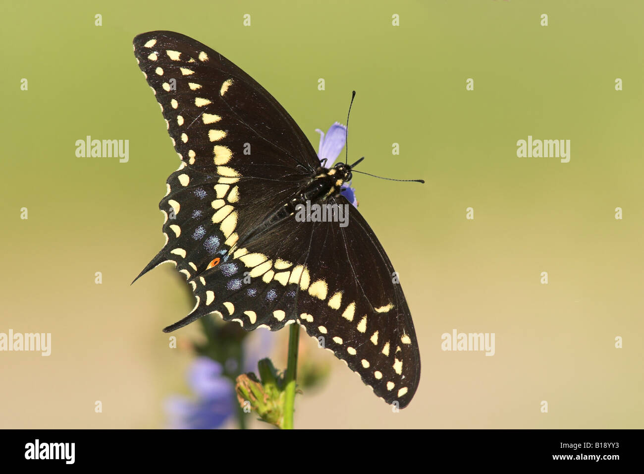A Black Swallowtail Butterfly (Papilio polyxenes) sur une usine de chicorée à Etobicoke, Ontario, Canada. Banque D'Images