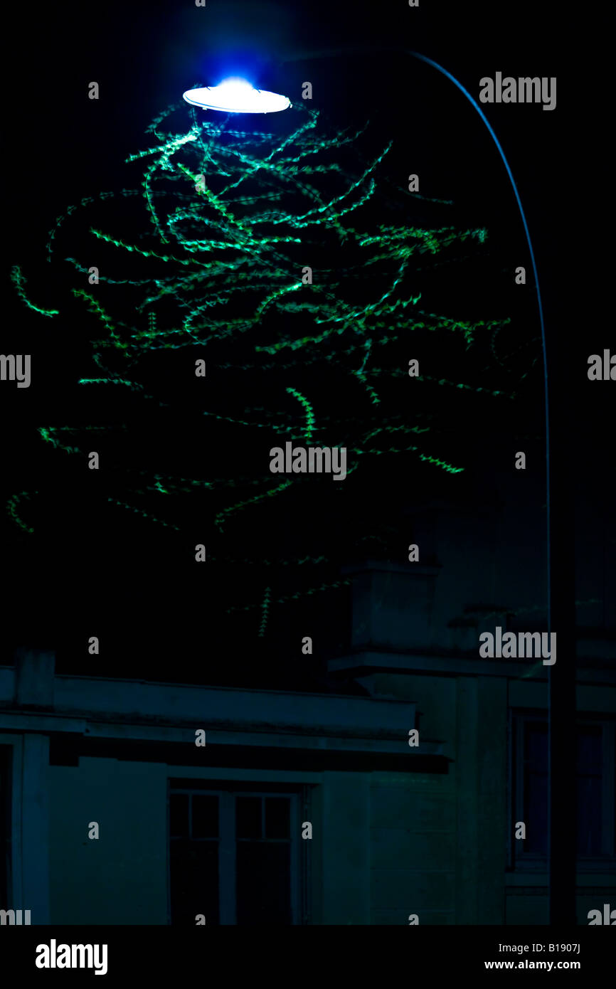 Papillons de nuit attirés par une lampe de rue (France). Papillons de nuit attirés par la lumière d'un réverbère (France). Banque D'Images