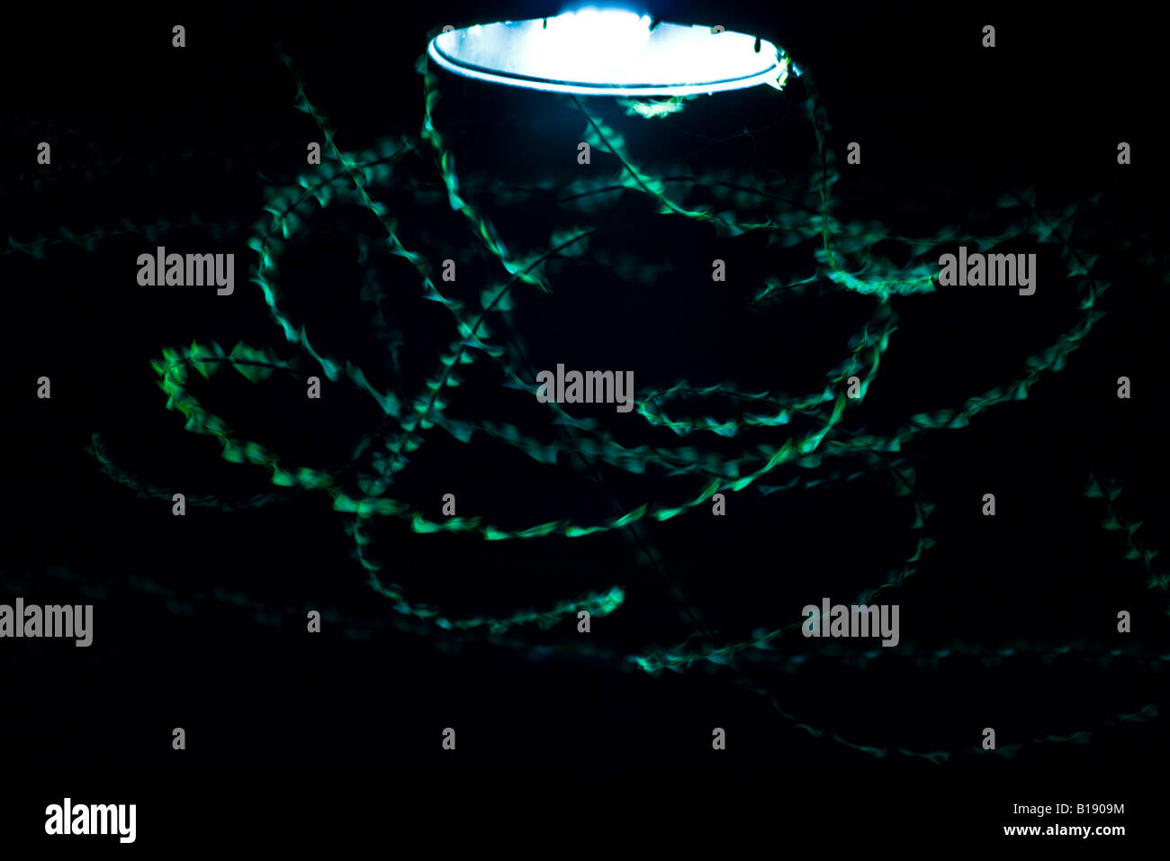 Papillons de nuit attirés par une lampe de rue (France). Papillons de nuit attirés par la lumière d'un réverbère (France). Banque D'Images