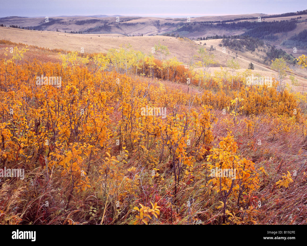Couleurs d'automne et des parcours, Porcupine Hills, Alberta, Canada. Banque D'Images