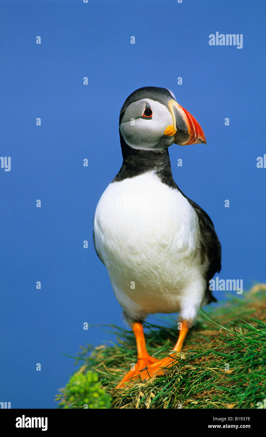 Des profils macareux moine (Fratercula arctica), de Terre-Neuve, de l'Est du Canada Banque D'Images