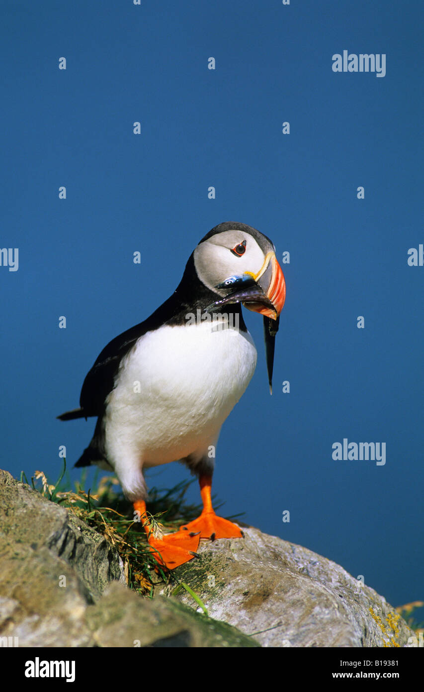 Des profils macareux moine (Fratercula arctica) avec un bec plein de sable de lances, Terre-Neuve, l'Est du Canada Banque D'Images