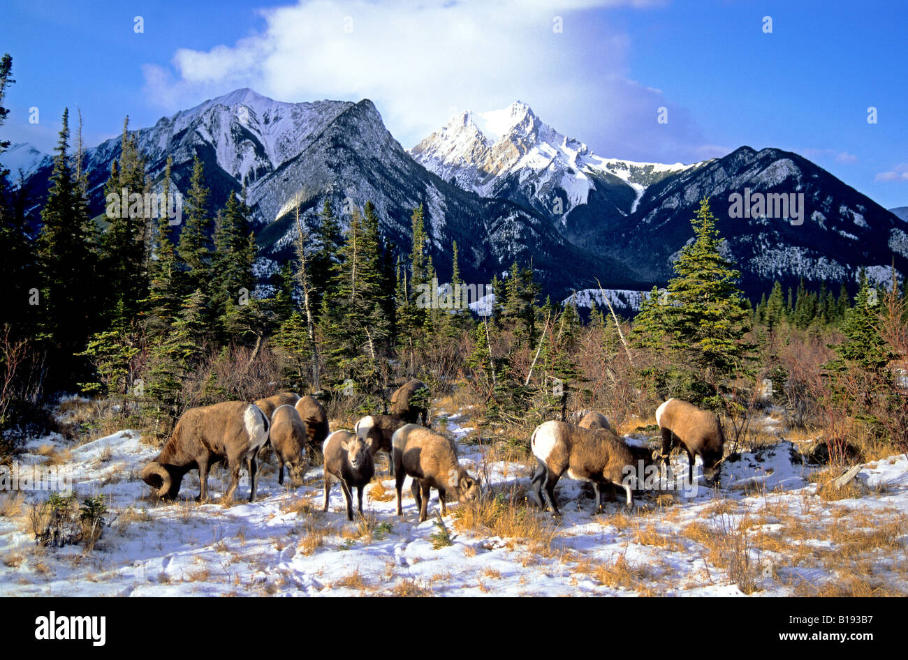 Un troupeau mélangé de bighorn (Ovis canadensis) et l'alimentation de patte dans la neige, de l'Alberta, Canada. Banque D'Images Un troupeau mélangé de bighorn (Ovis canadensis) et l'alimentation de patte dans la neige, de l'Alberta, Canada. Banque D'Images