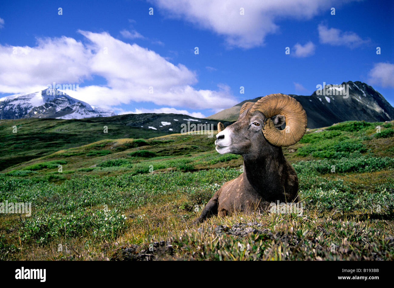 Ram mouflon (Ovis canadensis) en été, col Wilcox, parc national de Banff, Canada. Banque D'Images Ram mouflon (Ovis canadensis) en été, col Wilcox, parc national de Banff, Canada. Banque D'Images