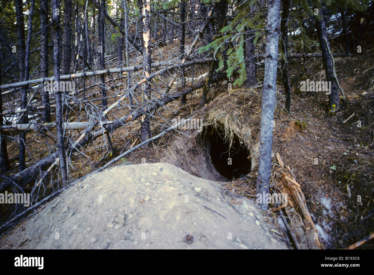 L'hiver d'un den ours noir (Ursus americanus), contreforts des Rocheuses, Alberta, Canada Banque D'Images