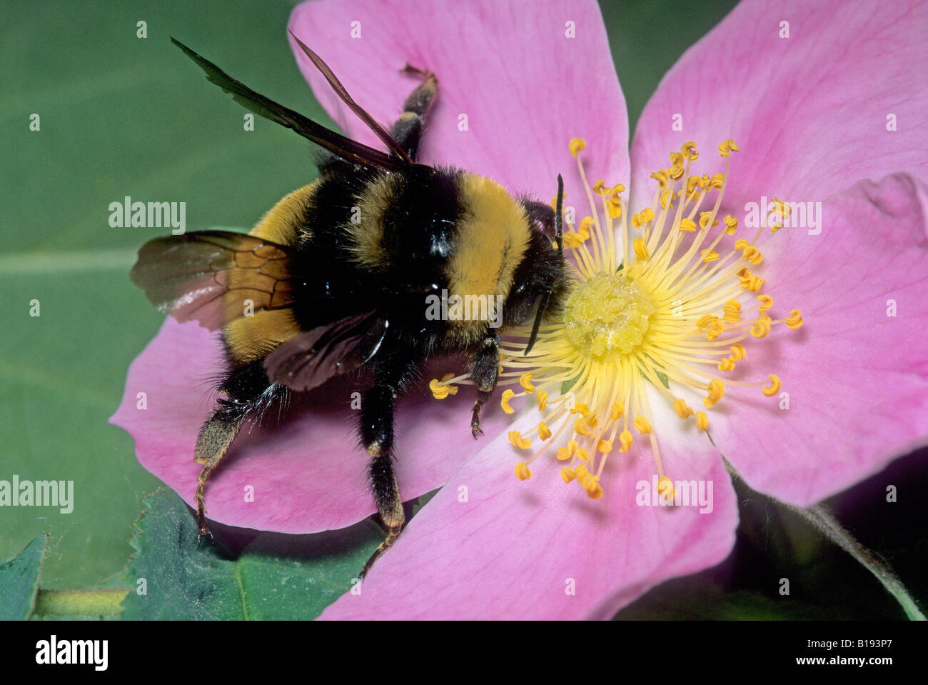 Des profils bourdon (Bombus spp.) sur un rosier aciculaire (Rosa acicularis), Alberta, Canada Banque D'Images