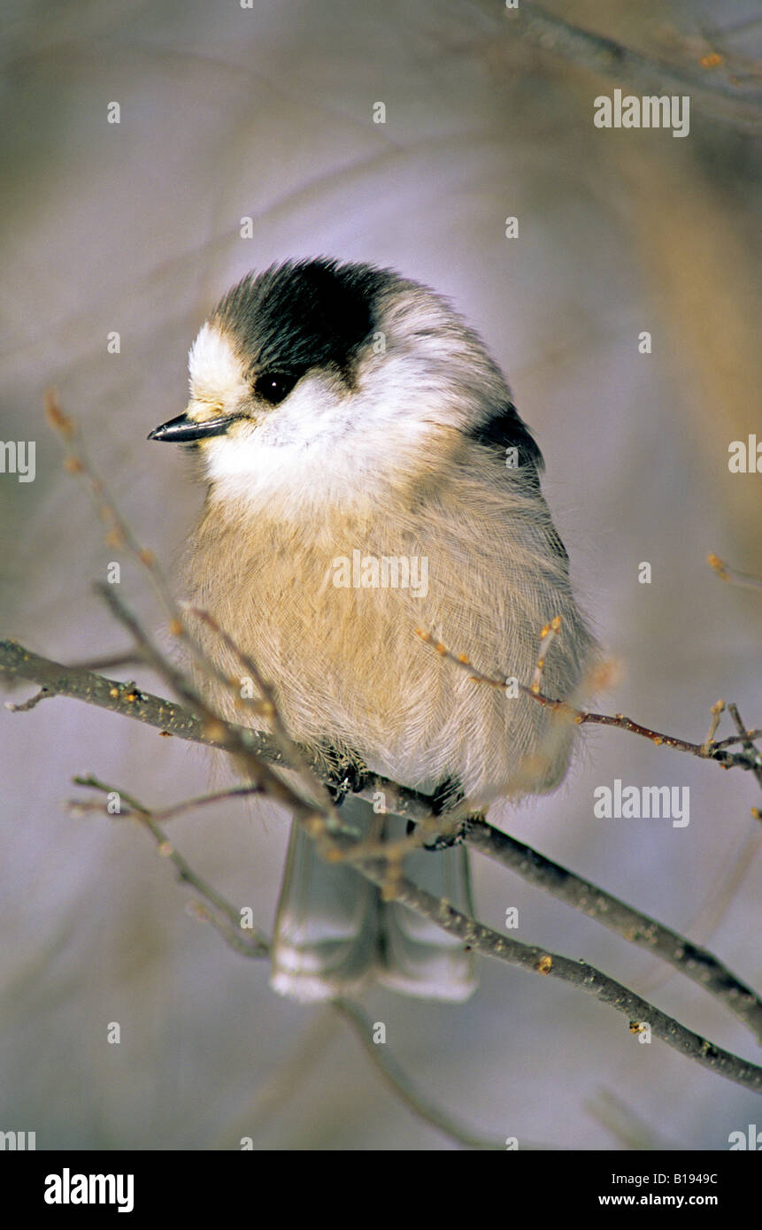 Mésangeai du Canada (Perisoreus canadensis), des plumes fluffed contre le froid de l'hiver, boréale, Saskatchewan, Canada. Banque D'Images