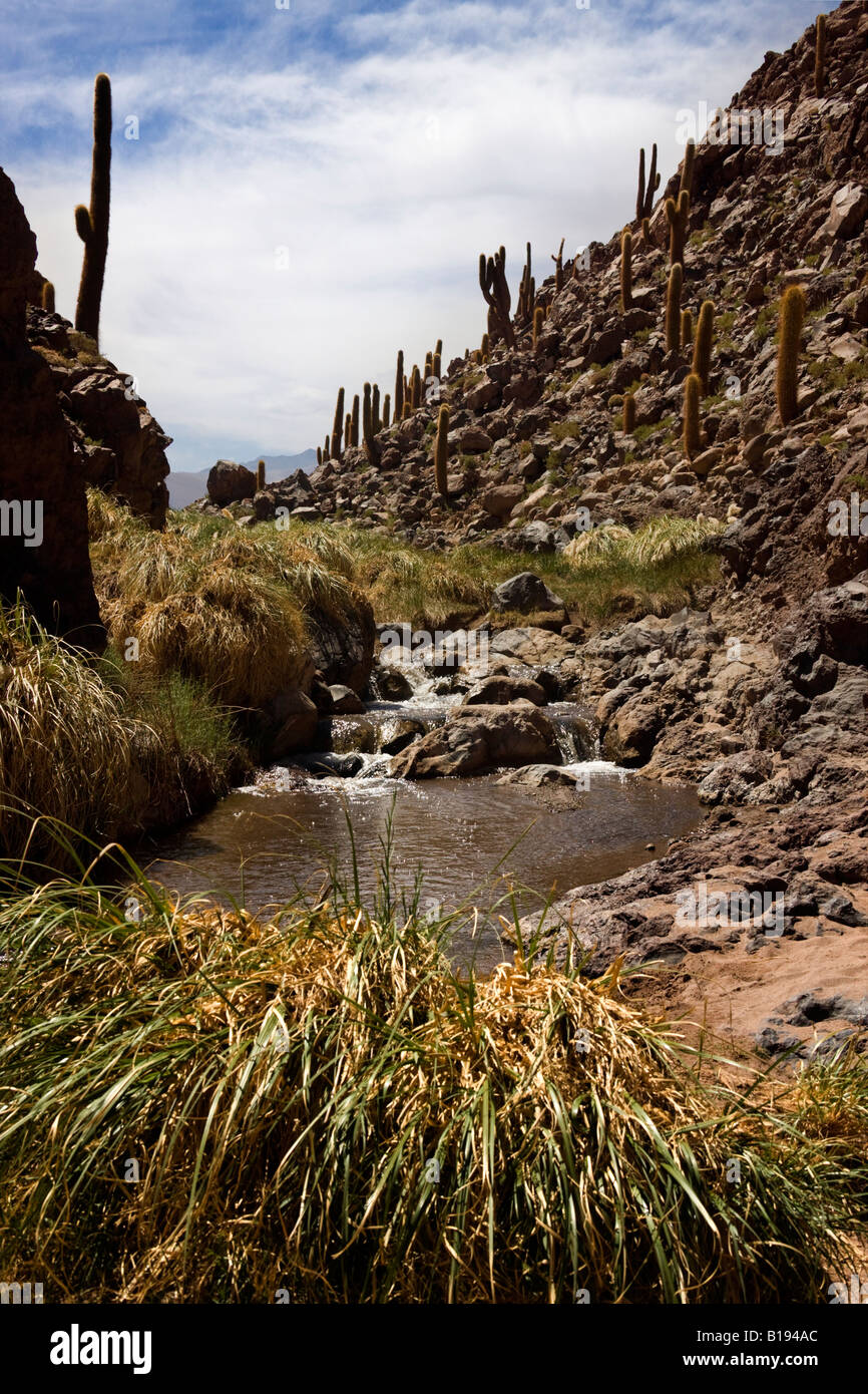 Cactus Canyon près de San Pedro de Atacama dans le désert d'Atacama au nord du Chili Banque D'Images