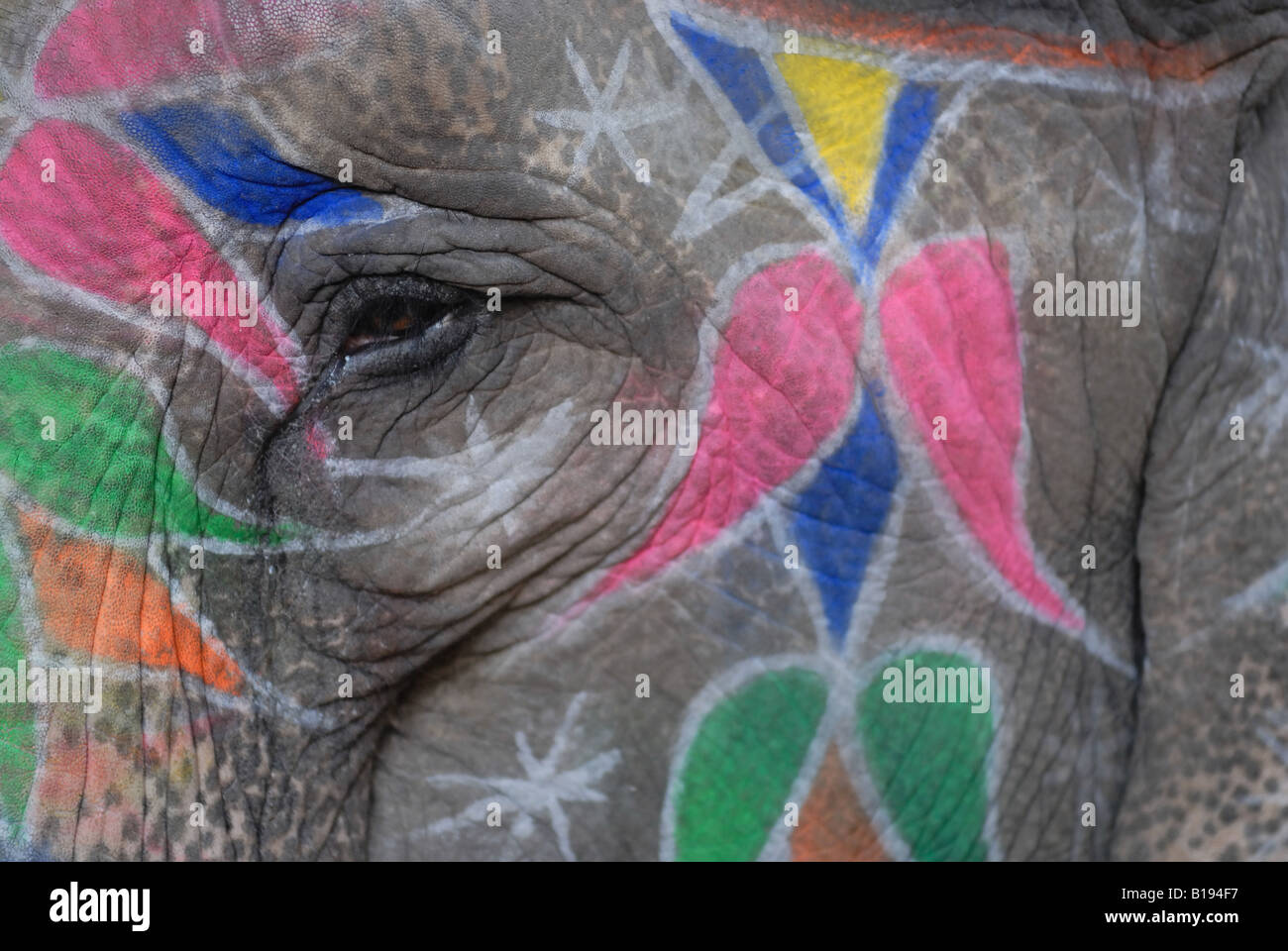 Portrait de l'éléphant indien Banque D'Images
