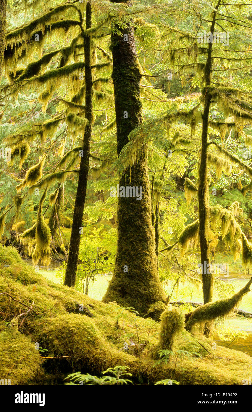 Parc national de Haida Gwaii, les îles de la Reine Charlotte, la côte de la Colombie-Britannique, Canada. Banque D'Images