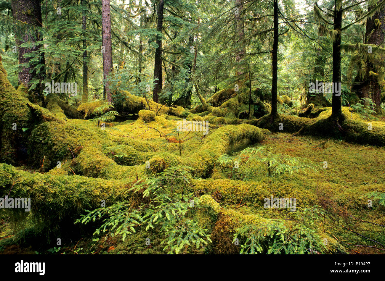 Parc national de Haida Gwaii, les îles de la Reine-Charlotte, Colombie-Britannique, Canada Britsih côtières. Banque D'Images