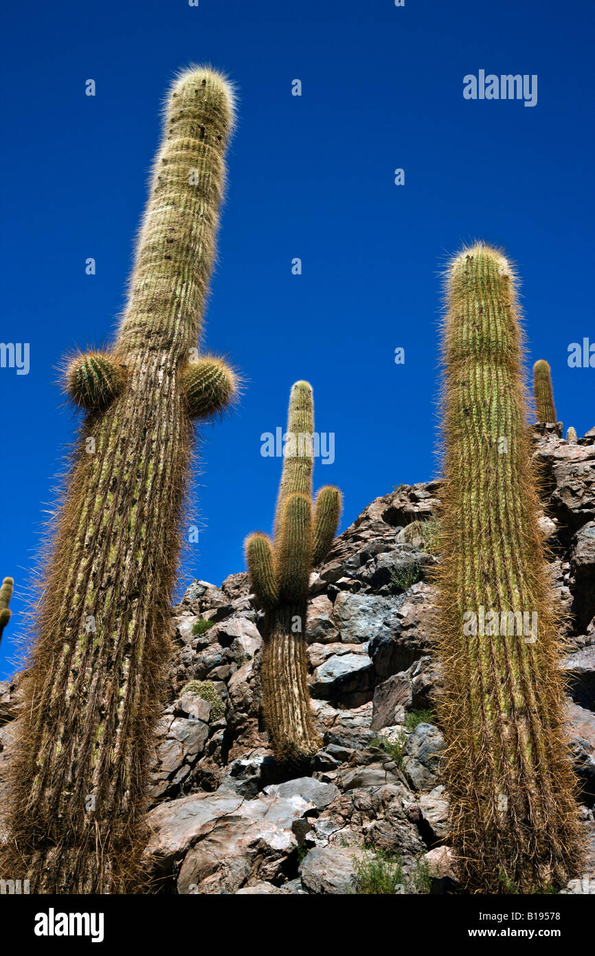 Cardon Grande croissance Cactus Cactus Canyon près de San Pedro de Atacama dans le désert d'Atacama au nord du Chili Banque D'Images