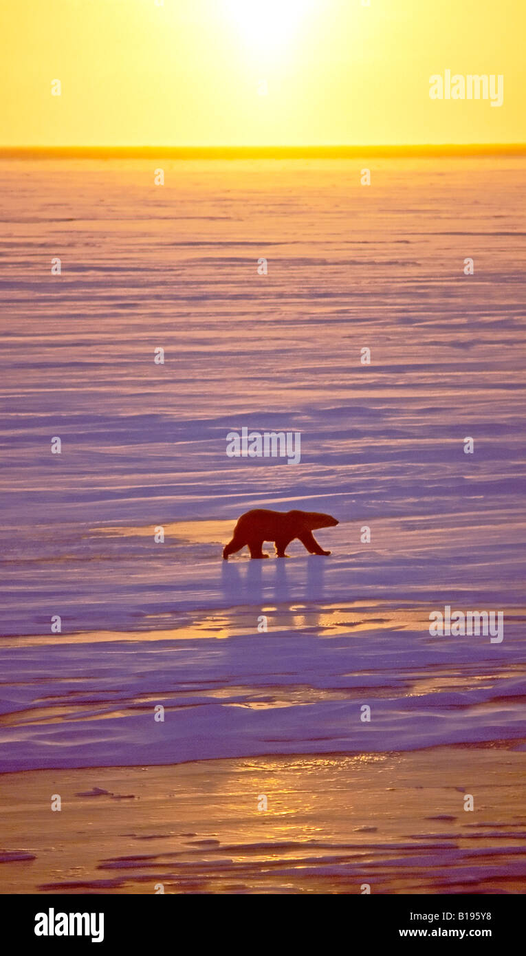 Des profils l'ours polaire (Ursus maritimus) shorefast errant sur la glace. Ouest de la Baie d'Hudson, Canada. Banque D'Images