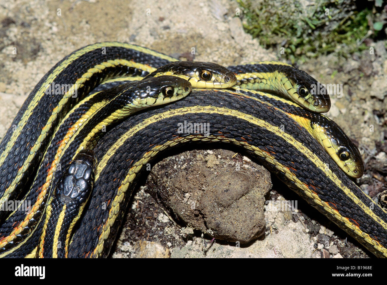 Mâle adulte, les couleuvres rayées (Thamnophis sirtalis) cour une femelle durant la saison de reproduction du printemps, Manitoba, Canada Banque D'Images