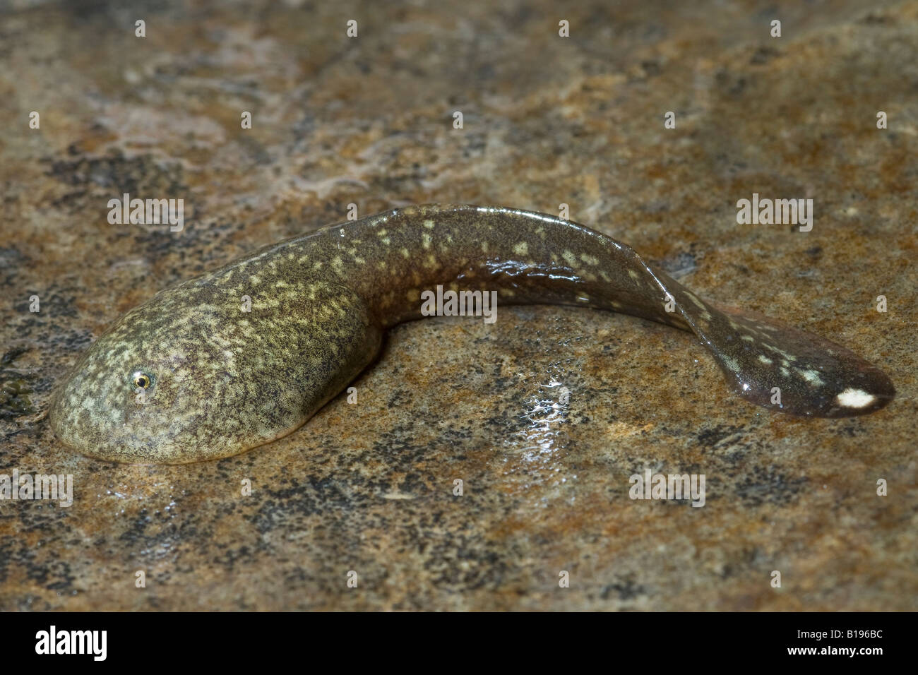 La grenouille-à-queue des Rocheuses (Ascaphus montanus) tadpole, Yahk River Valley, dans le sud-est de la Colombie-Britannique, Canada Banque D'Images
