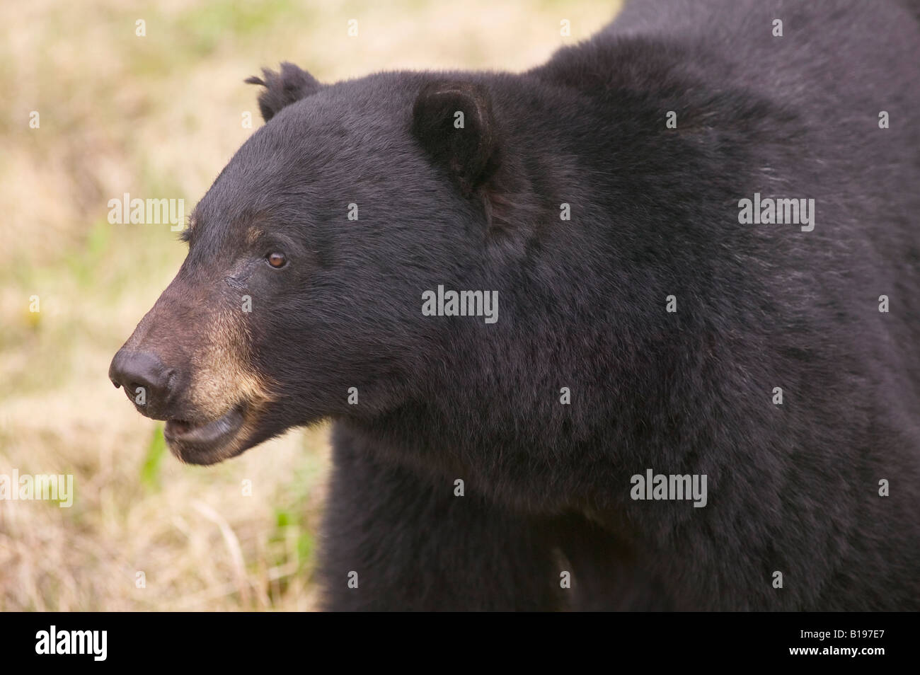 L'ours noir, le Parc National de Kootenay, Colombie-Britannique, Canada Banque D'Images