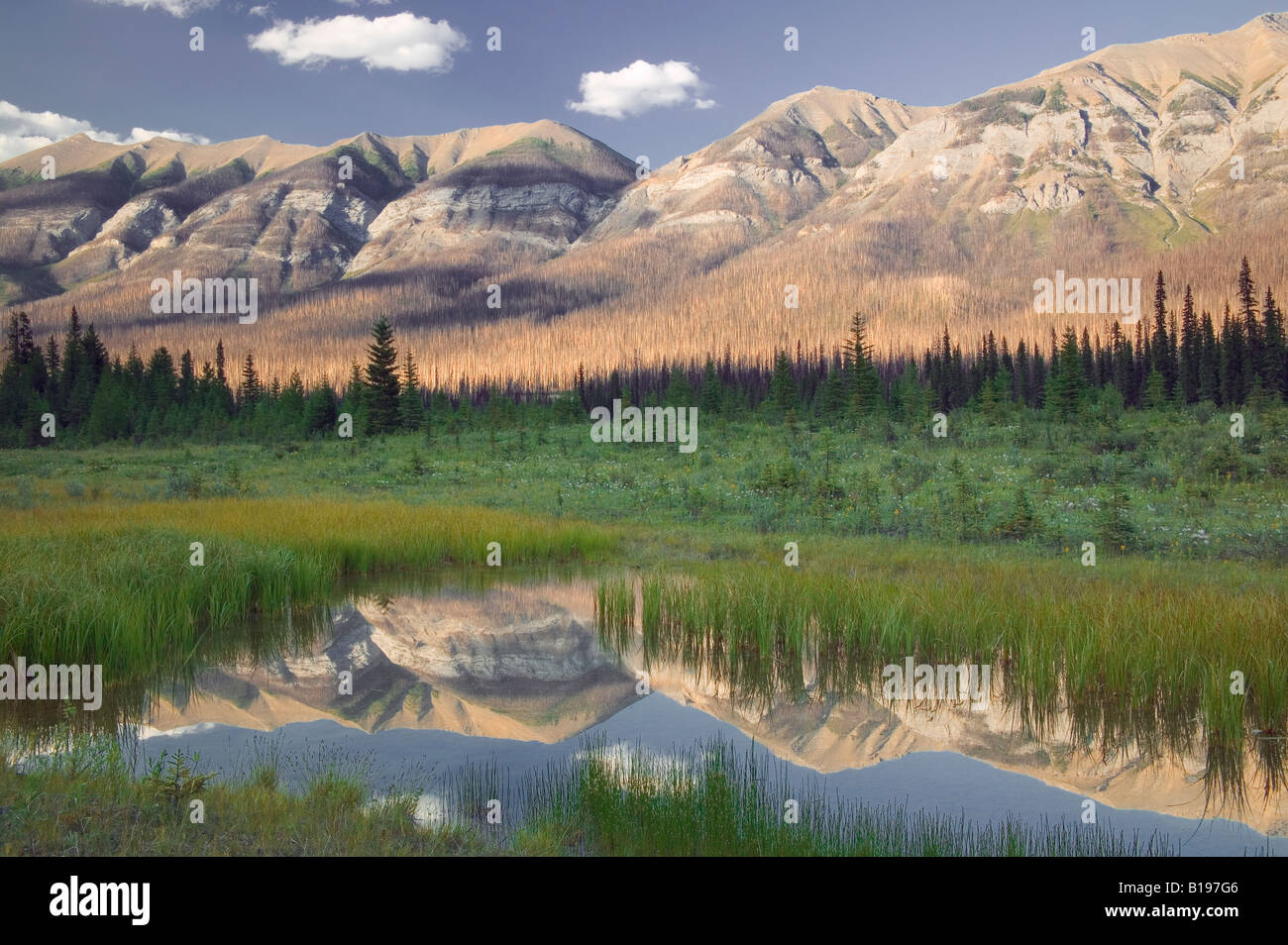 Reflet de Hawk Ridge dans le petit étang, le Parc National de Kootenay, Colombie-Britannique, Canada Banque D'Images