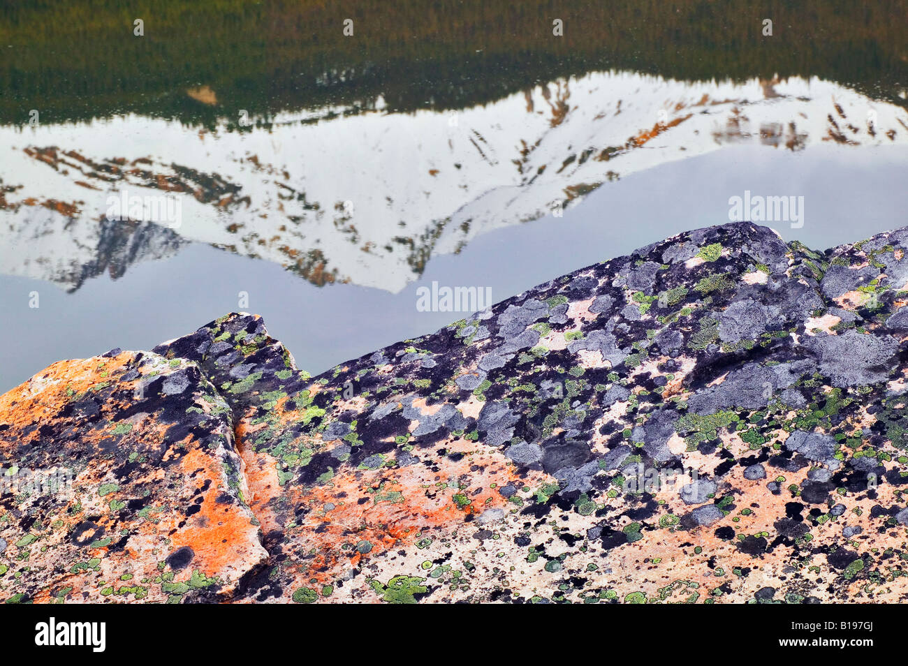 Rocher quartzite avec les lichens, Jasper National Park, Alberta, Canada. Banque D'Images