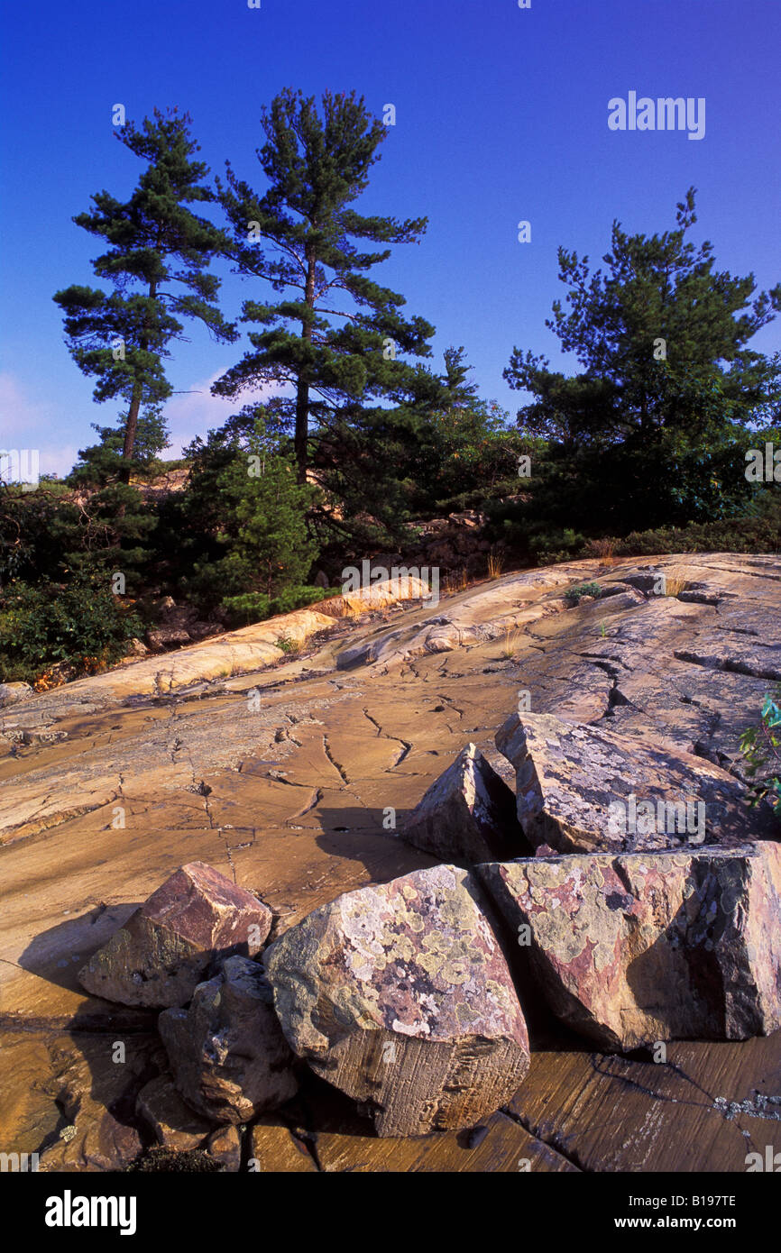 La roche granitique du Bouclier canadien et de pins, Whitefish Falls, au nord de l'île Manitoulin, dans la baie Georgienne, du lac Huron, sur Banque D'Images