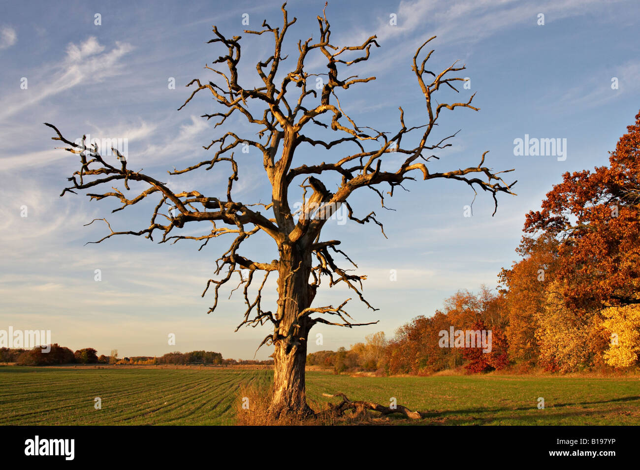 Près de Kenosha WISCONSIN vieux chêne silhouette de tronc et branches contre le ciel en fin d'après-midi après-midi d'automne Banque D'Images