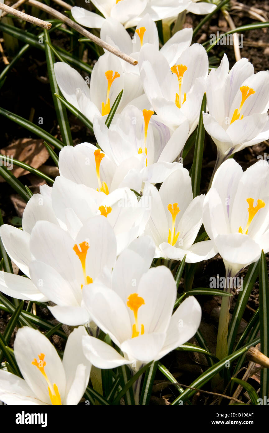 Crocus blanc mixte géant couleurs assorties Crocus vernus, Montréal, Québec, Canada Banque D'Images