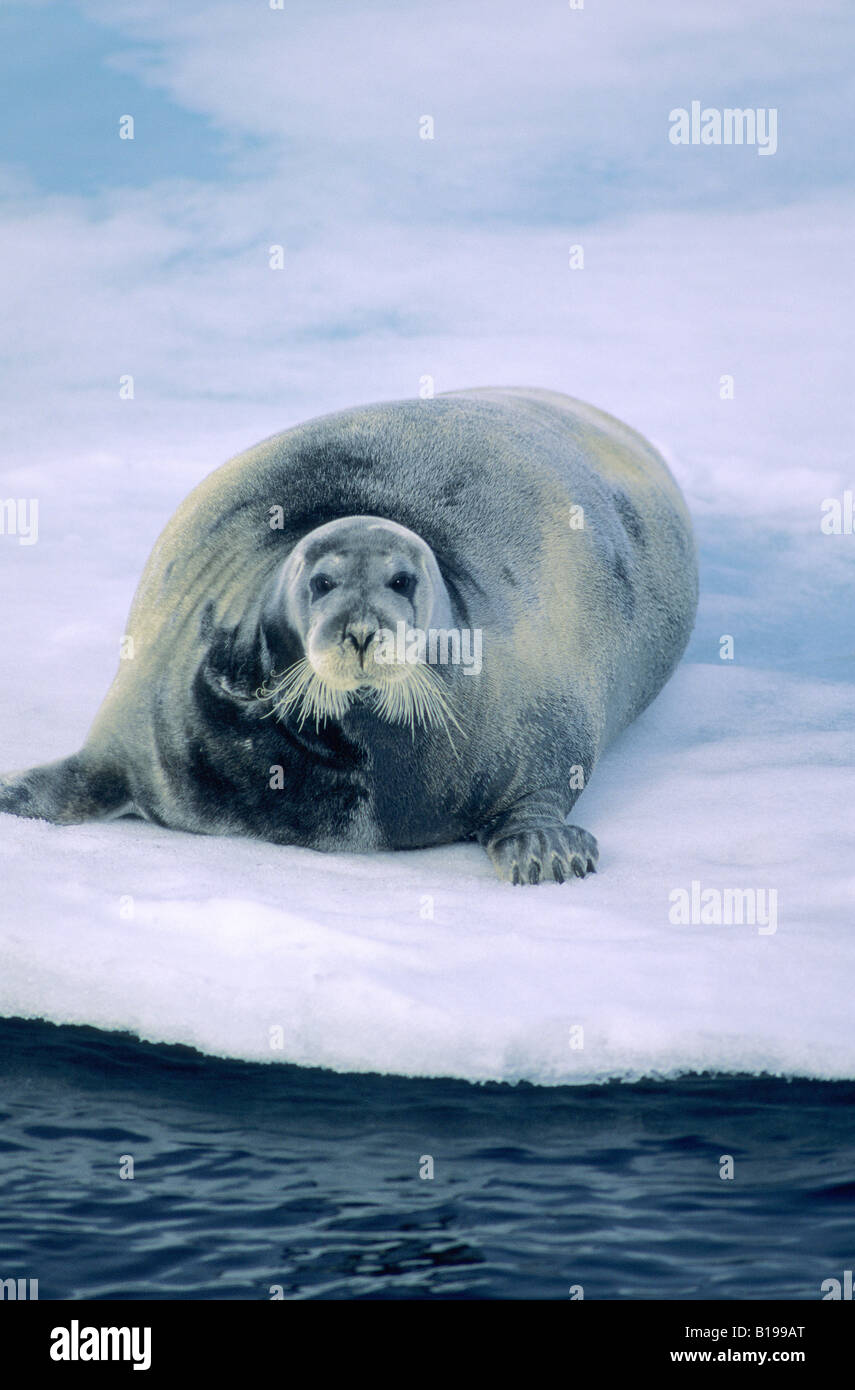 Des Profils Le Phoque Barbu Erignathus Barbatus Reposant Sur La des-profils-le-phoque-barbu-erignathus-barbatus-reposant-sur-la