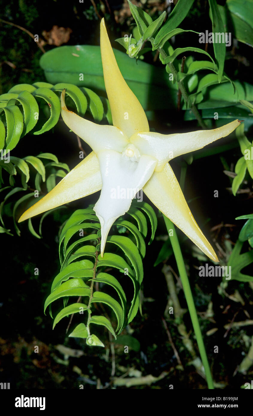 L'orchidée Angraecum sesquipedale (Comet), Madagascar Banque D'Images