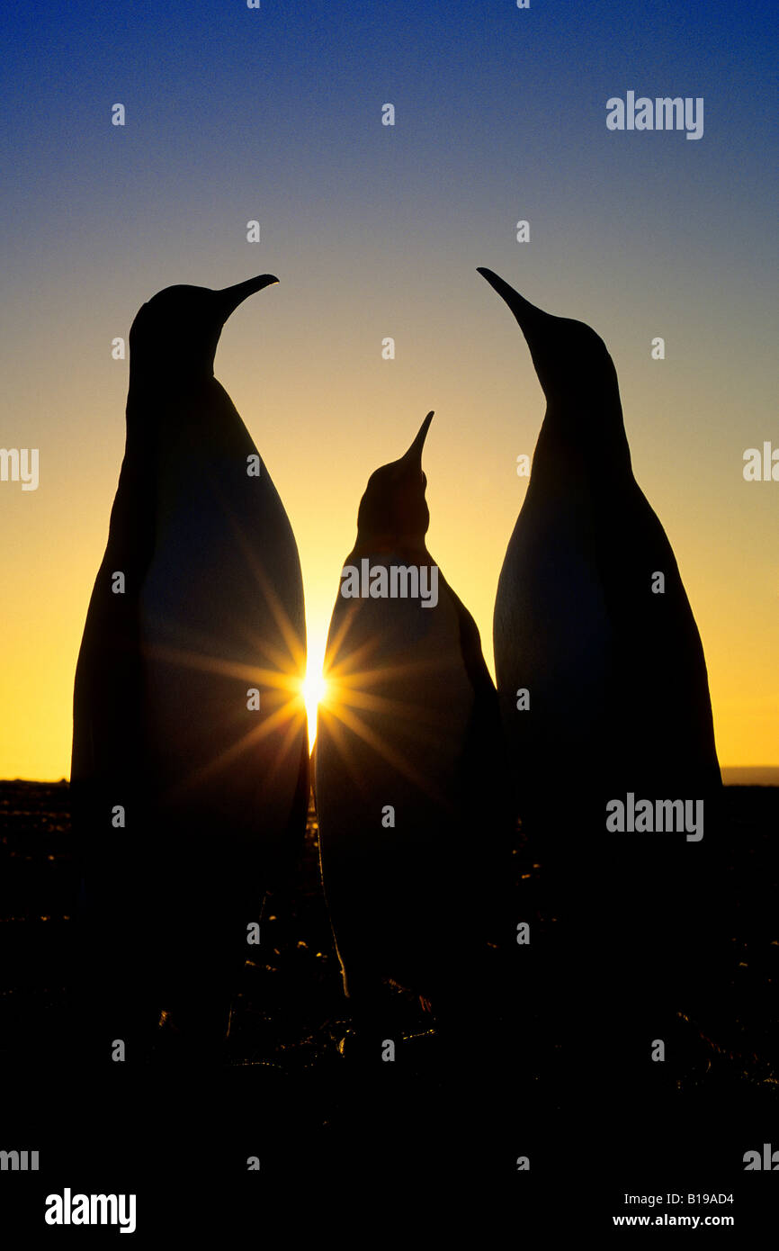 Une cour pour l'hot king penguins (Aptenodytes patagonicus), des plaines de Salisbury, South Georgia Island, dans le sud de l'Océan Atlantique Banque D'Images