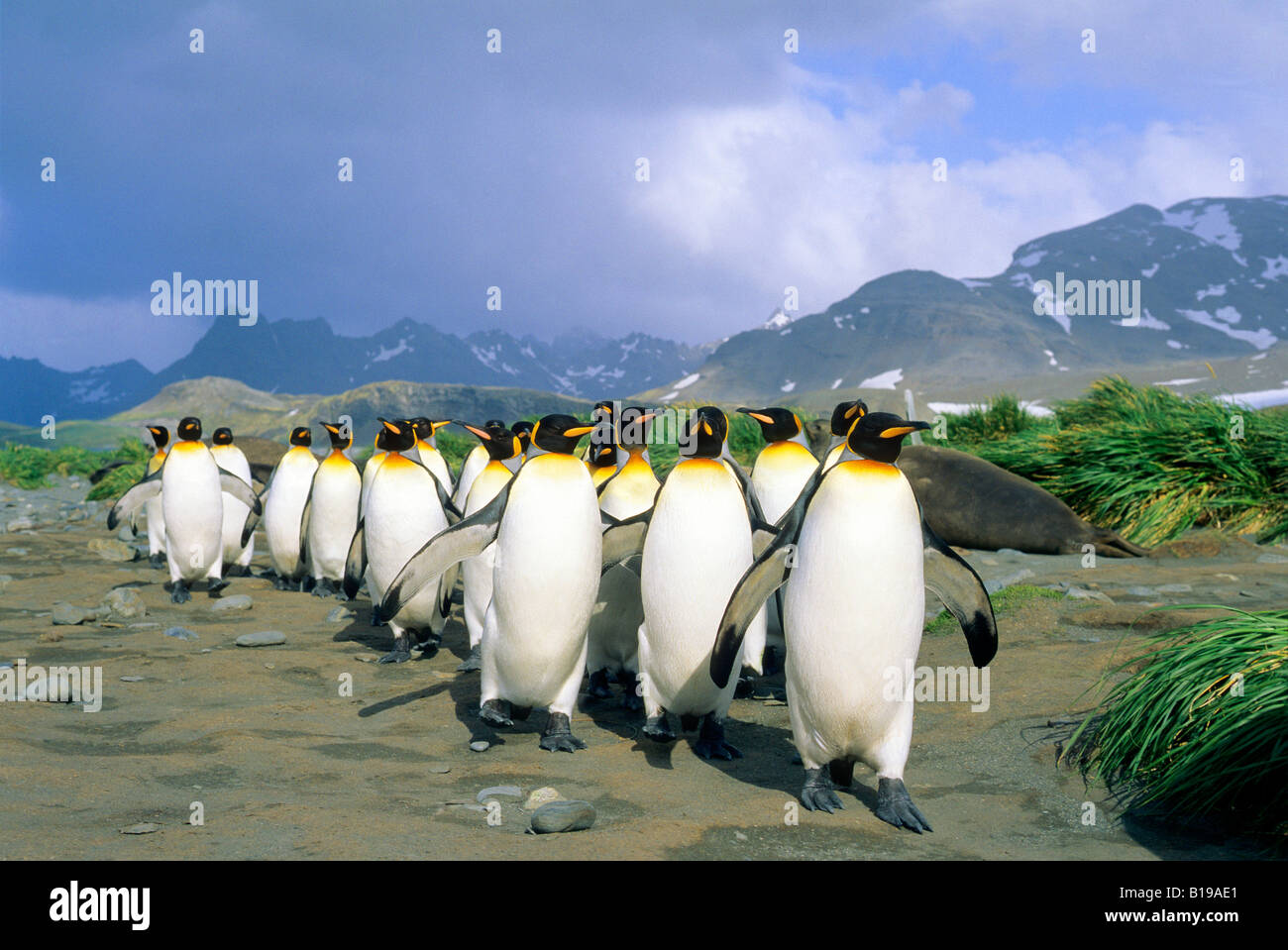 Le manchot royal (Aptenodytes patagonicus) de retour d'une excursion de recherche en mer, des plaines de Salisbury, South Georgia Island, dans le sud de l'un Banque D'Images