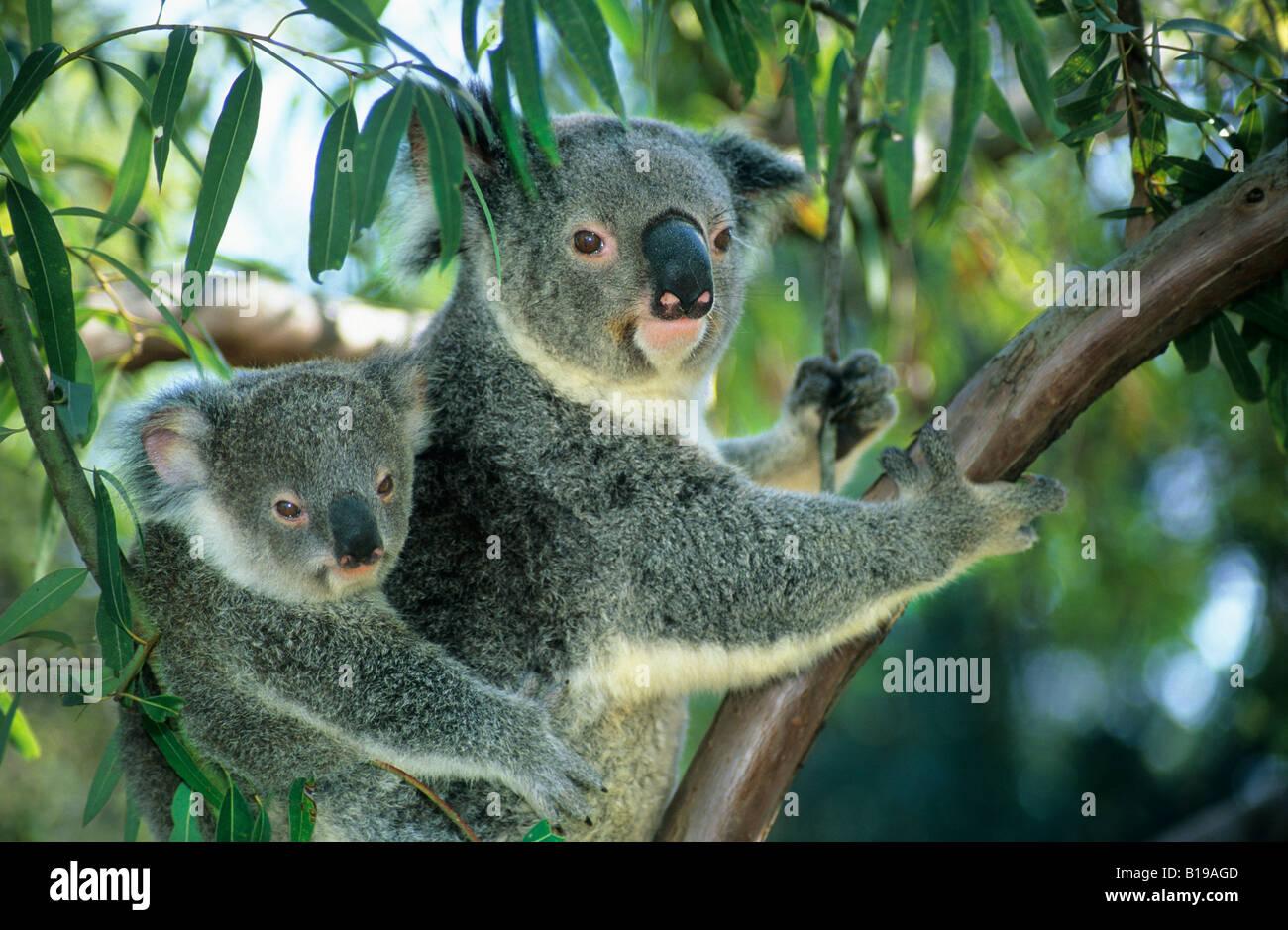 Koala Phascolarctos cinereus (mère) avec un 10-12 mois joey sur son dos, Brisbane, Australie Banque D'Images