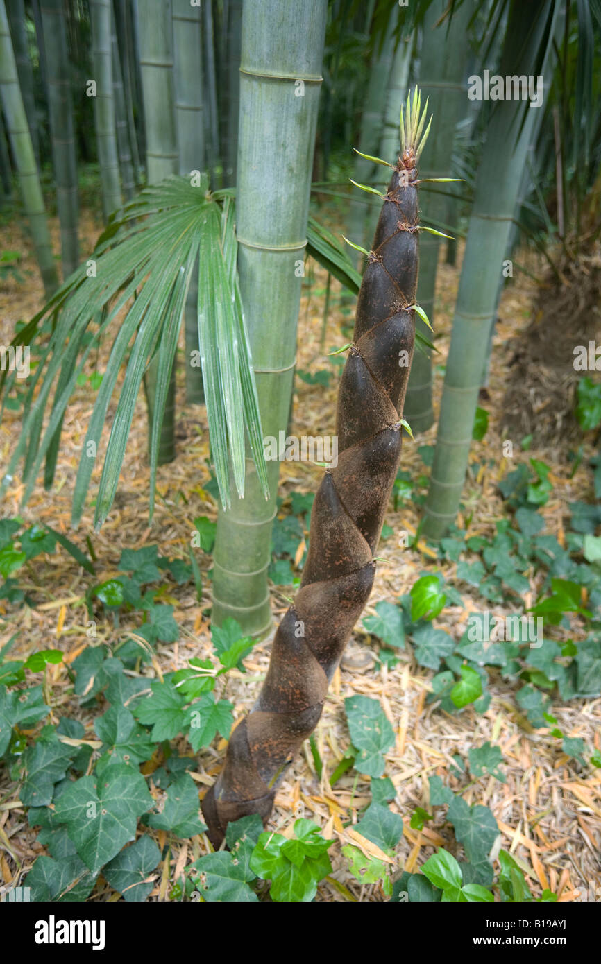 Un turion d'un gigantesque bambou (Phyllostachys viridis). Turion de bambou géant (Phyllostachys viridis). Banque D'Images