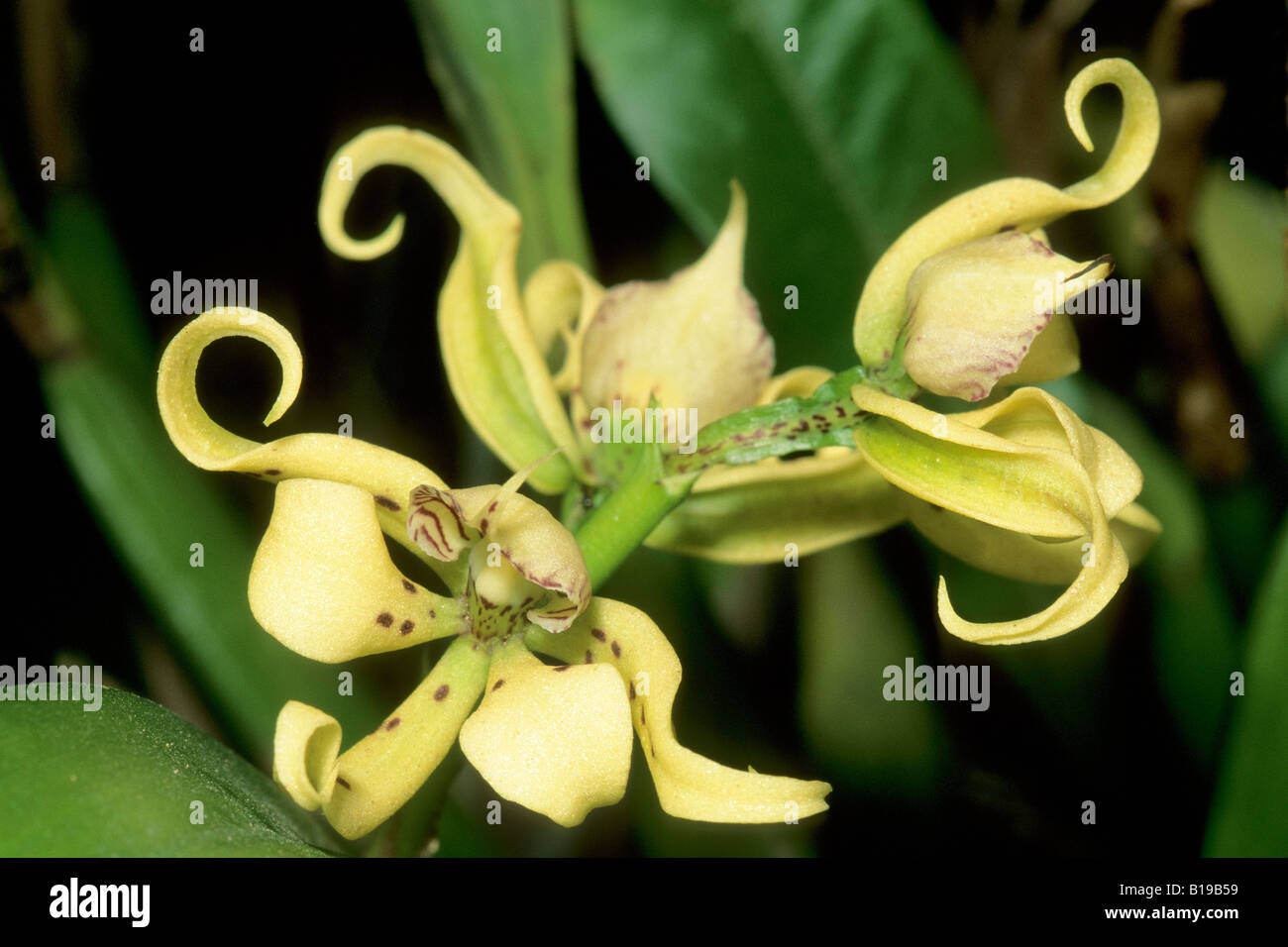 Espèces d'orchidées, de la forêt tropicale, le Panama Banque D'Images