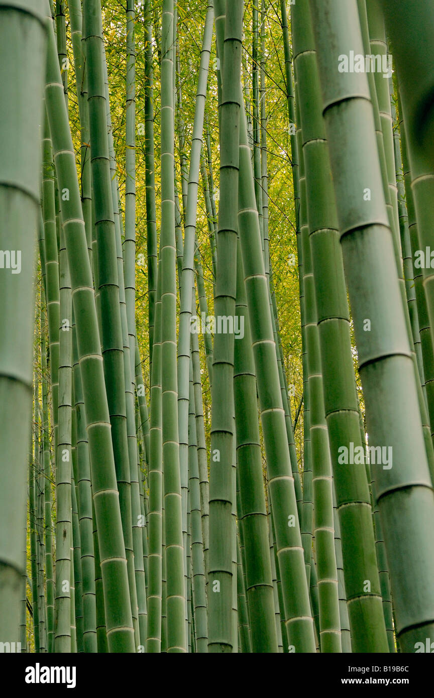 Forêt de bambou au Japon Kyoto Banque D'Images