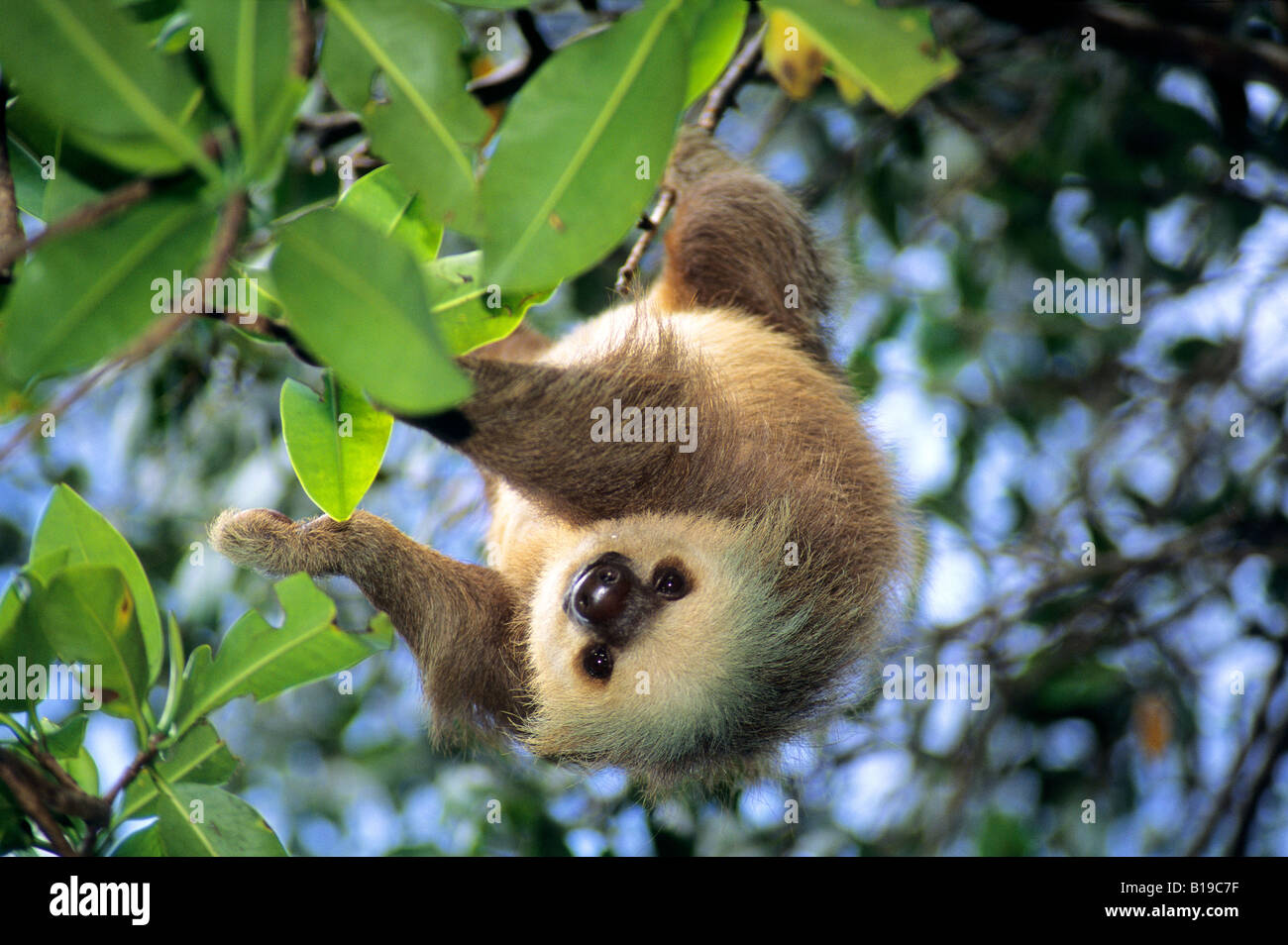 Les deux adultes Hoffmann-toed sloth (Choloepus hoffmanni) les mangroves côtières, Panama, Amérique Centrale Banque D'Images