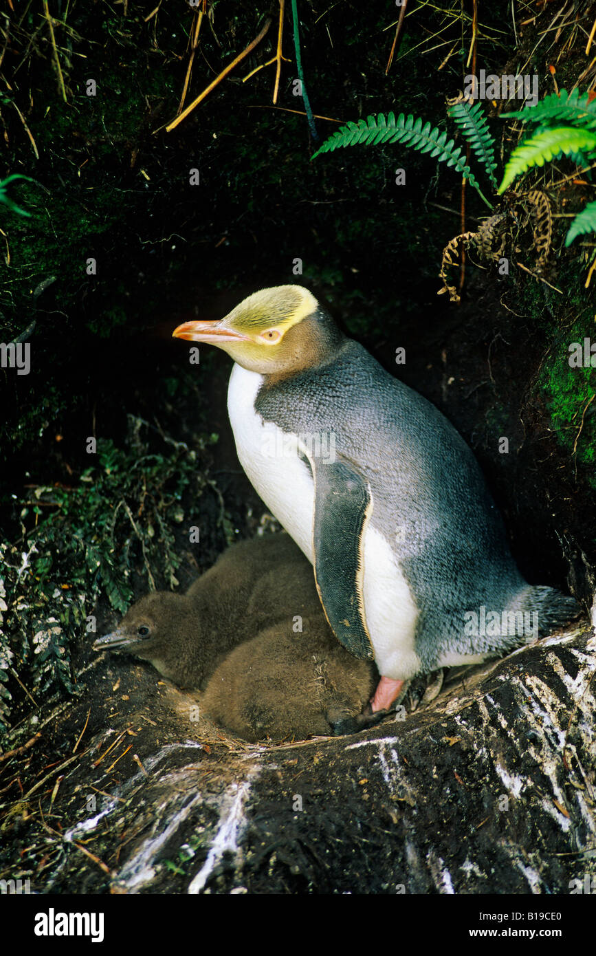 Yellow-eyed penguin de nidification (Megadyptes antipodes) avec deux poussins, Enderby Island, îles Auckland, Nouvelle-Zélande subantarctique Banque D'Images