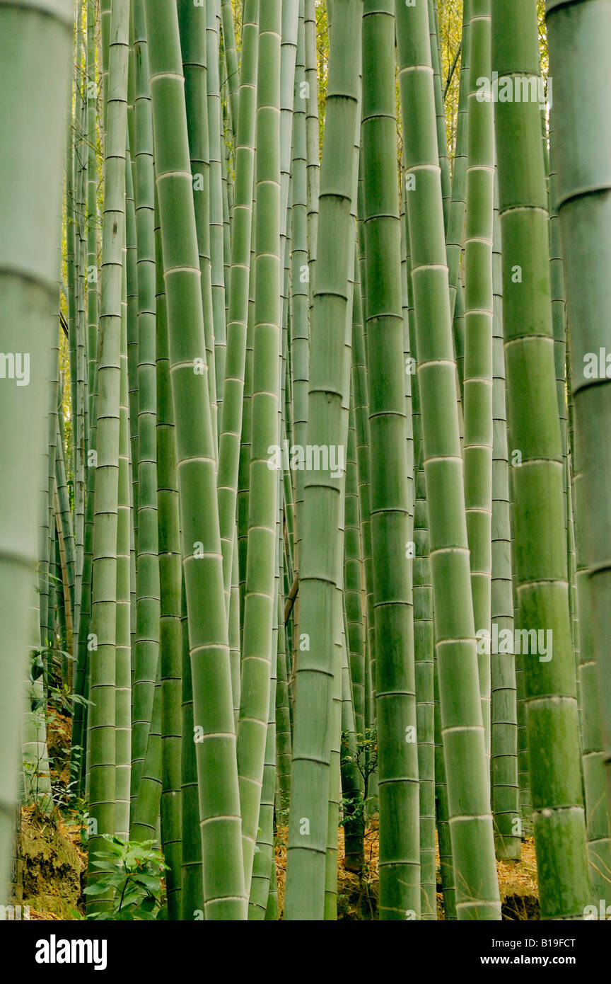 Forêt de bambou au Japon Kyoto Banque D'Images