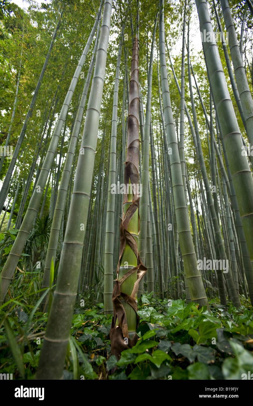 Un turion d'un gigantesque bambou (Phyllostachys viridis). Turion de bambou géant (Phyllostachys viridis). Banque D'Images