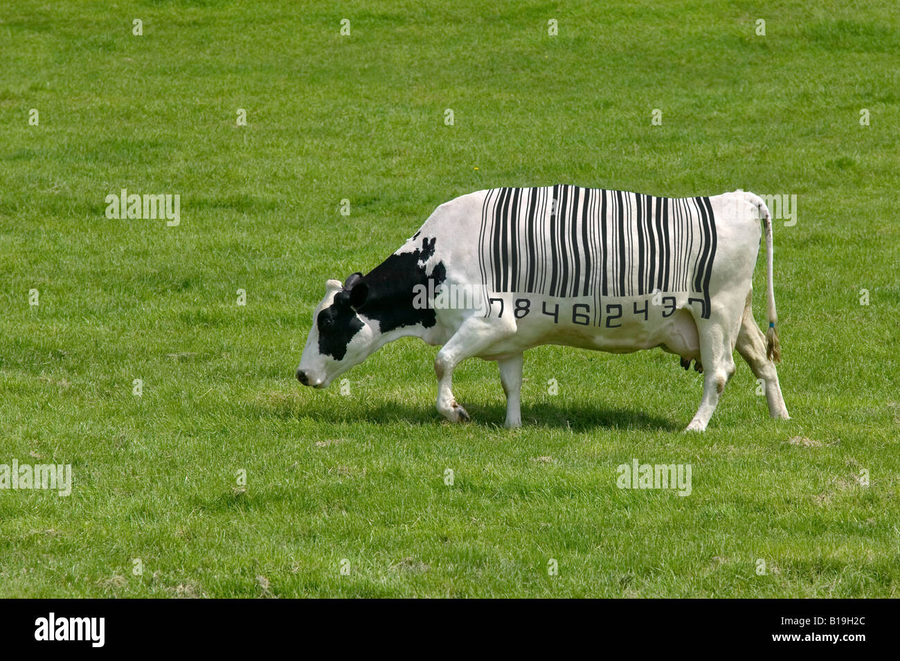 Notion de droit d'une vache laitière avec un code à barres pour les marques Banque D'Images