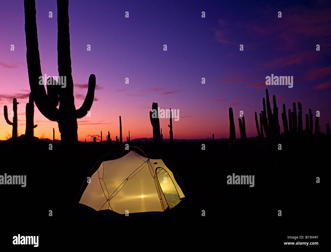 USA, Arizona, Sonorian désert. Camping dans le tuyau d'Orgue Cactus National Monument. Banque D'Images
