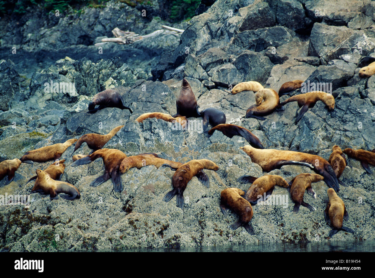 USA, Alaska, île de l'amirauté. Les lions de mer de Steller (Eumetopias jubatus) sur les rochers de l'île de l'amirauté. Banque D'Images