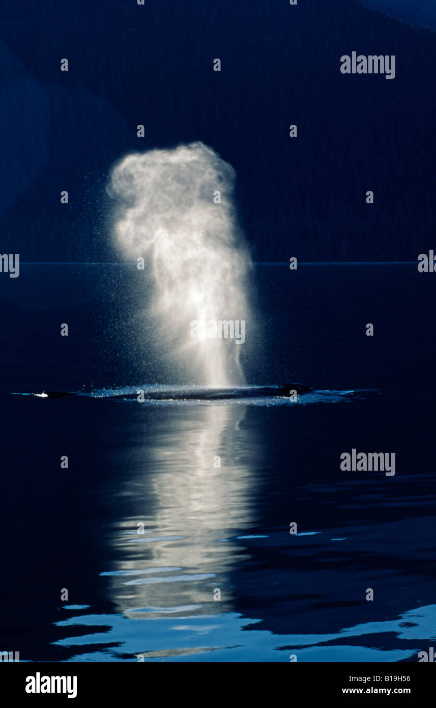 USA, Alaska, Frederick Sound. Baleine à bosse (Megaptera novaeangliae) blowing & surfacing de nuit. Banque D'Images