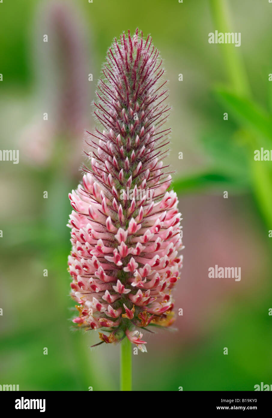 TRIFOLIUM RUBENS PEACH PINK Banque D'Images