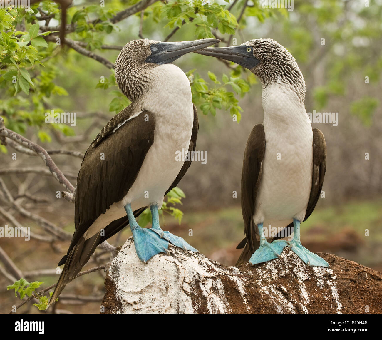 Des hommes (R) fou à pieds bleus qui courtisent des femmes (L) Banque D'Images