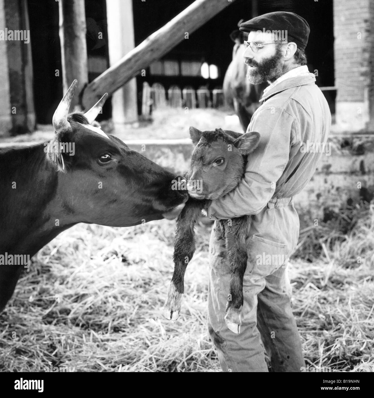 Agriculteur avec nouveau veau né dans ses bras et mère vache, Allemagne Banque D'Images