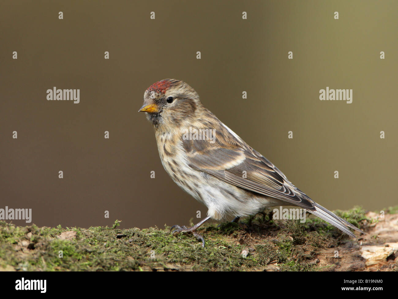 Moindre Sizerin flammé Carduelis Cabaret perché sur moss covered winter Banque D'Images